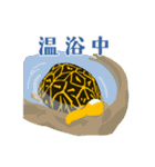 リクガメたち（個別スタンプ：13）