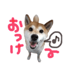 ぼんと愉快な仲間たち。（個別スタンプ：1）