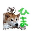 ぼんと愉快な仲間たち。（個別スタンプ：2）