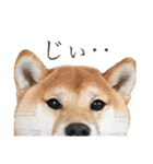 ぼんと愉快な仲間たち。（個別スタンプ：3）