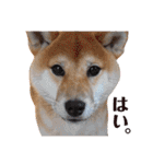 ぼんと愉快な仲間たち。（個別スタンプ：6）