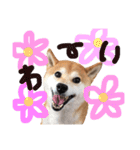 ぼんと愉快な仲間たち。（個別スタンプ：7）