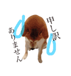 ぼんと愉快な仲間たち。（個別スタンプ：8）