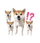 ぼんと愉快な仲間たち。（個別スタンプ：10）