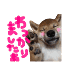 ぼんと愉快な仲間たち。（個別スタンプ：11）