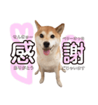 ぼんと愉快な仲間たち。（個別スタンプ：12）