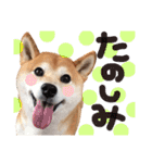 ぼんと愉快な仲間たち。（個別スタンプ：13）