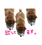 ぼんと愉快な仲間たち。（個別スタンプ：15）