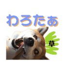 ぼんと愉快な仲間たち。（個別スタンプ：16）