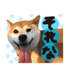ぼんと愉快な仲間たち。（個別スタンプ：17）