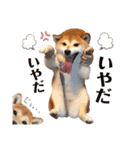 ぼんと愉快な仲間たち。（個別スタンプ：18）
