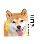 ぼんと愉快な仲間たち。（個別スタンプ：19）
