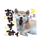 ぼんと愉快な仲間たち。（個別スタンプ：20）