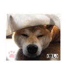 ぼんと愉快な仲間たち。（個別スタンプ：21）