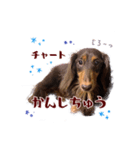 こたFX（個別スタンプ：4）