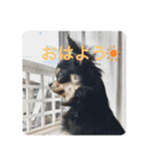 ChihuahuaのKiki❤︎すたんぷ（個別スタンプ：1）