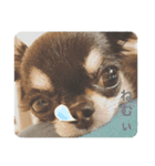 ChihuahuaのKiki❤︎すたんぷ（個別スタンプ：2）