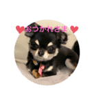 ChihuahuaのKiki❤︎すたんぷ（個別スタンプ：3）