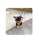 ChihuahuaのKiki❤︎すたんぷ（個別スタンプ：4）
