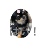 ChihuahuaのKiki❤︎すたんぷ（個別スタンプ：5）