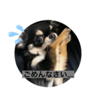 ChihuahuaのKiki❤︎すたんぷ（個別スタンプ：6）