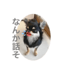 ChihuahuaのKiki❤︎すたんぷ（個別スタンプ：7）