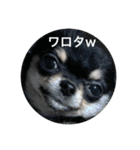 ChihuahuaのKiki❤︎すたんぷ（個別スタンプ：8）