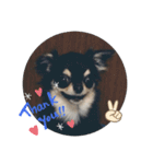 ChihuahuaのKiki❤︎すたんぷ（個別スタンプ：10）