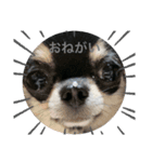 ChihuahuaのKiki❤︎すたんぷ（個別スタンプ：11）