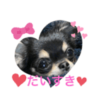 ChihuahuaのKiki❤︎すたんぷ（個別スタンプ：12）