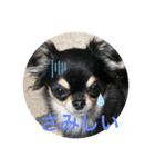 ChihuahuaのKiki❤︎すたんぷ（個別スタンプ：13）