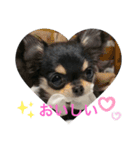 ChihuahuaのKiki❤︎すたんぷ（個別スタンプ：14）