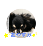 ChihuahuaのKiki❤︎すたんぷ（個別スタンプ：15）