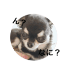 ChihuahuaのKiki❤︎すたんぷ（個別スタンプ：16）