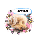 クー太の日常②（個別スタンプ：10）