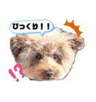 クー太の日常②（個別スタンプ：16）