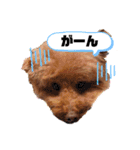 クー太の日常②（個別スタンプ：22）