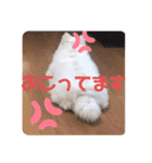 ！使いやすい犬のスタンプ！（個別スタンプ：1）