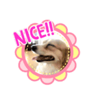 ！使いやすい犬のスタンプ！（個別スタンプ：2）