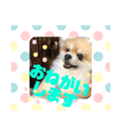 ！使いやすい犬のスタンプ！（個別スタンプ：3）