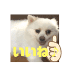 ！使いやすい犬のスタンプ！（個別スタンプ：4）