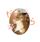 ！使いやすい犬のスタンプ！（個別スタンプ：5）