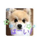 ！使いやすい犬のスタンプ！（個別スタンプ：6）