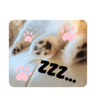 ！使いやすい犬のスタンプ！（個別スタンプ：7）