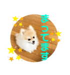 ！使いやすい犬のスタンプ！（個別スタンプ：8）
