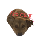 うちの千代ちゃん（個別スタンプ：5）