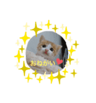 ☆まこスタンプ☆（個別スタンプ：3）