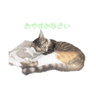 かんくろうとりり（個別スタンプ：3）