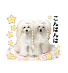 姫ファミリー part3（個別スタンプ：13）