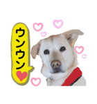 愛しのレオ（個別スタンプ：2）